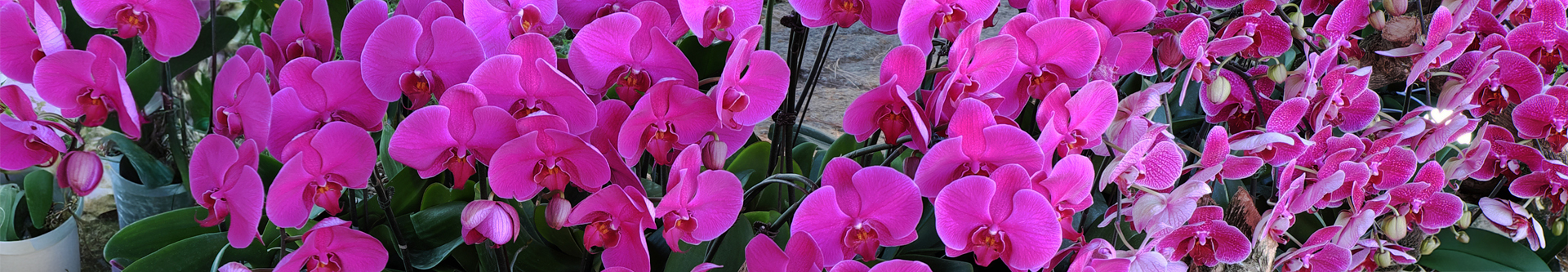 Thick crop of deep fuschia orchid blooms.