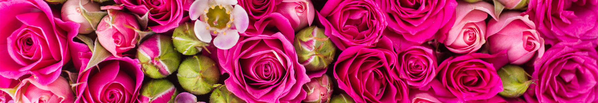 Densely packed deep pink rose buds and blooms.