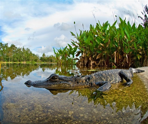 ASuarez_respect_Courtesy-of-Grassy-Waters-r1WEB.jpg