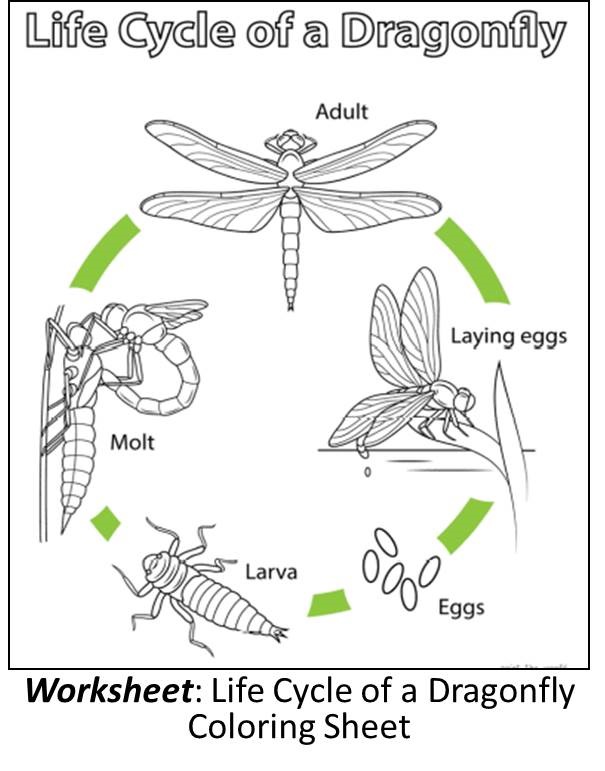 Dragonfly-Lifecyle-Coloring-Page-worksheet-image.jpg