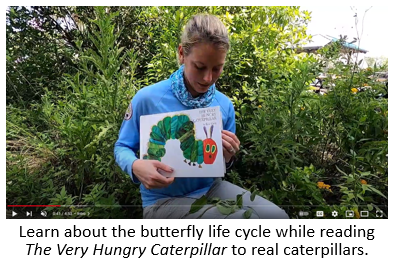 Image_Caterpillar-Life-Cycle-Book-Video.png