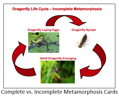 Image_Metamorphosis-Cards.png