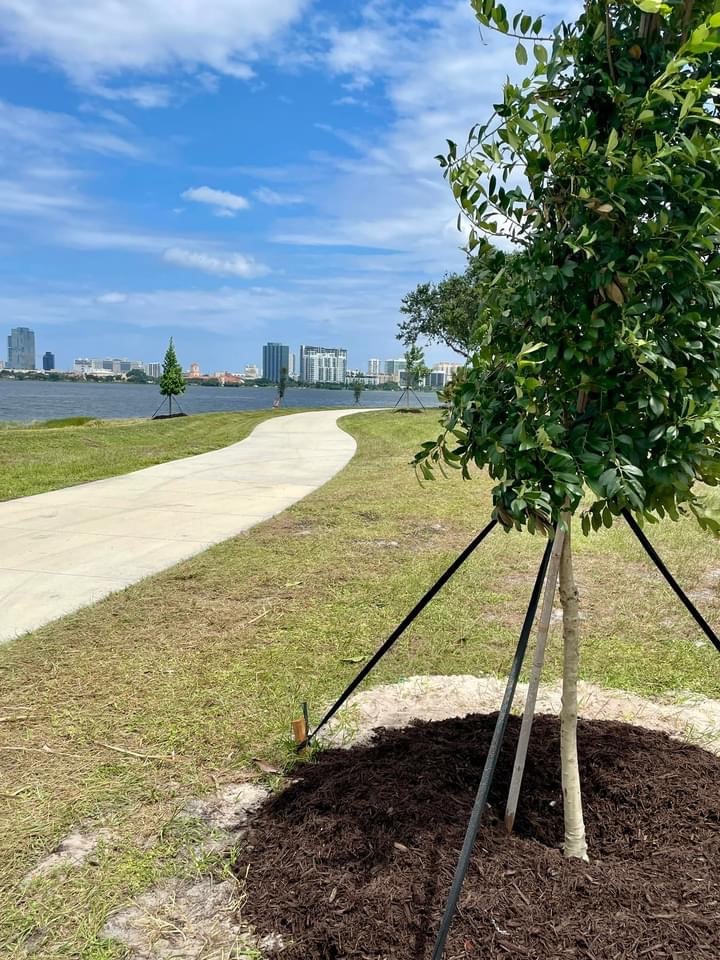 Photo of a tree next to the sidewalk trail along Clear Lake