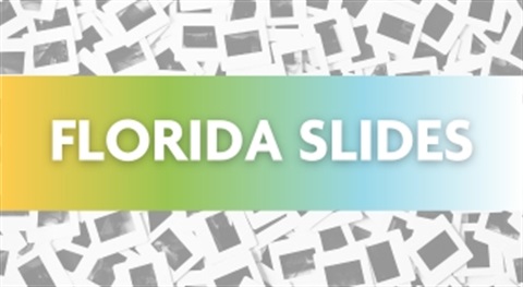 Florida Slides