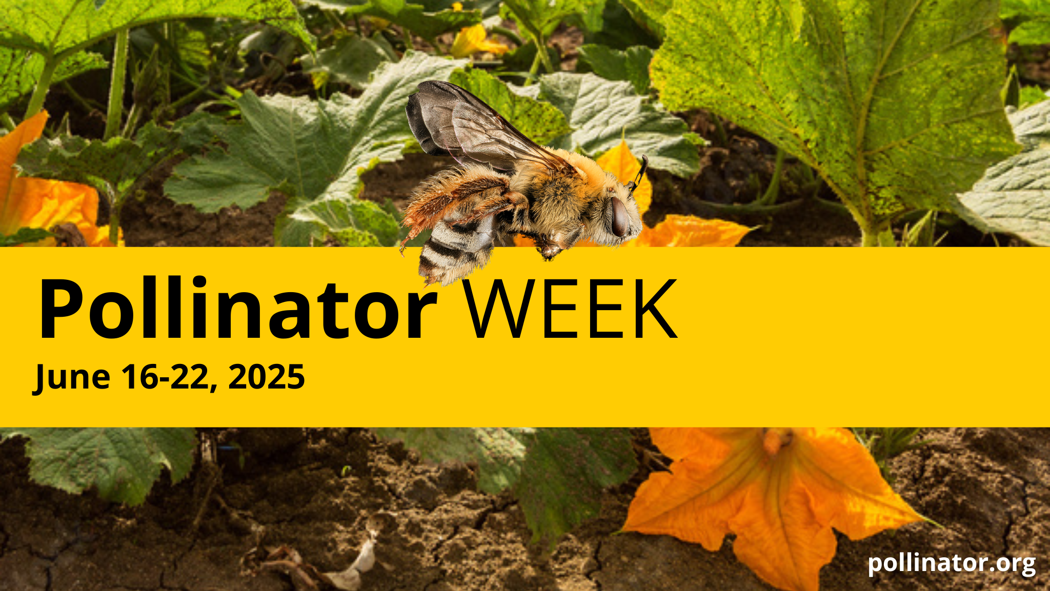 Pollinator-Week-2025-Social-Media-Banner_2025-02-18-194630_qbeq.png