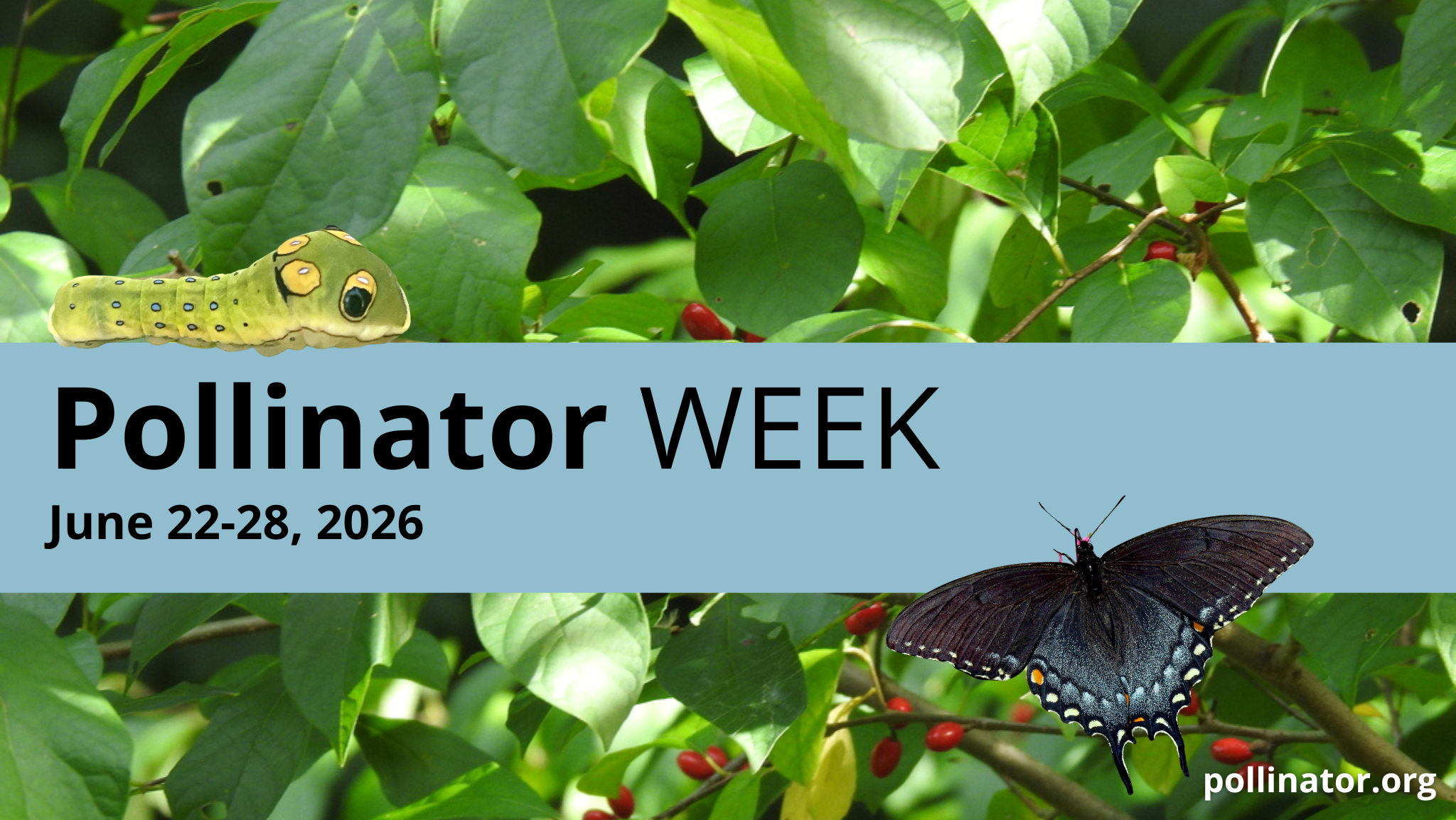 Pollinator-Week-2026-Social-Media-Banner.png