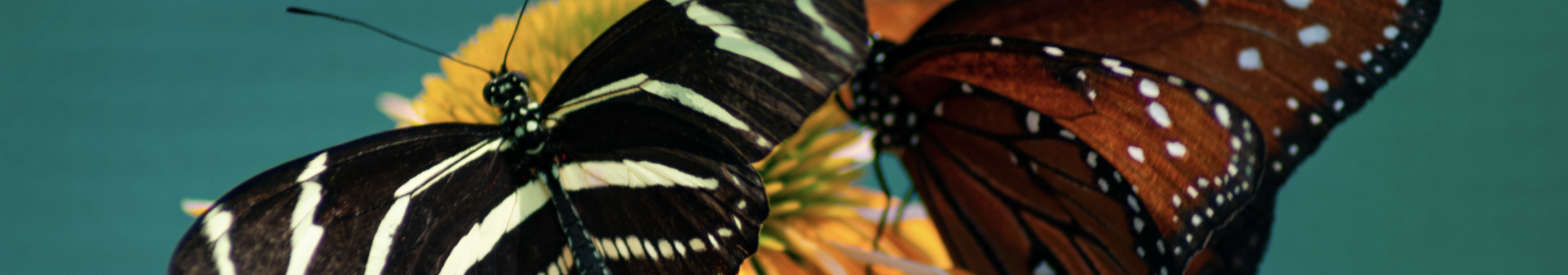 pollinatorbanner.png