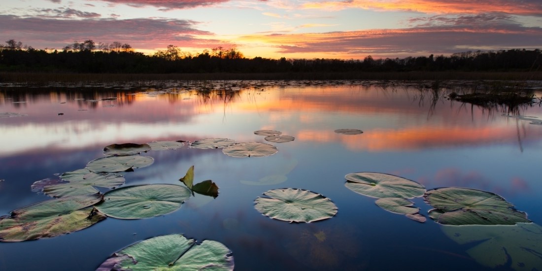 lily pads with the sunset over cypress trees