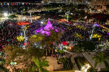 Wide shot of Sandi Tree from roof of Florida Crystals
