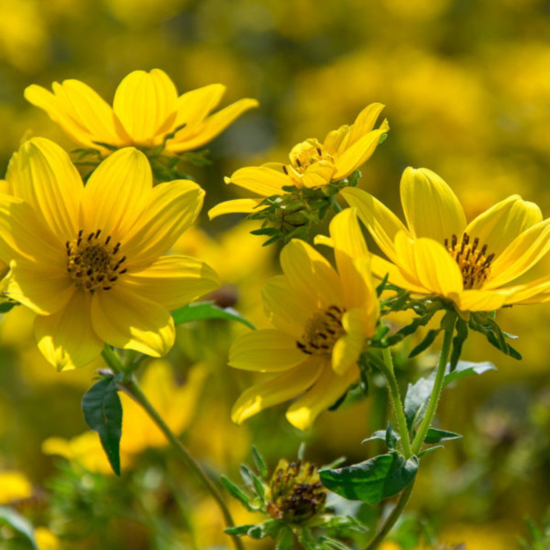 5 Yellow Burr Marigold flowers