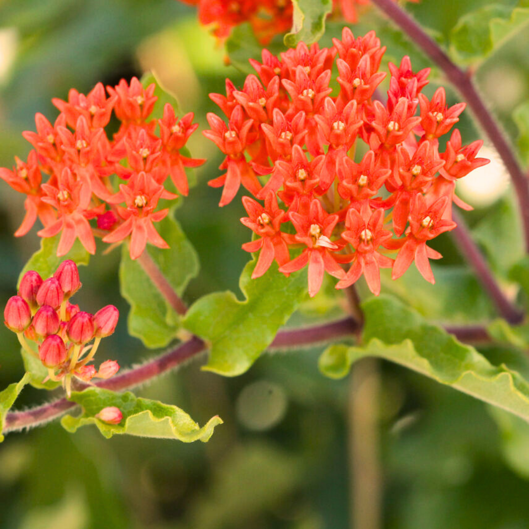 Red Butterfly milkweed flower, red-ish stem and green leaves.