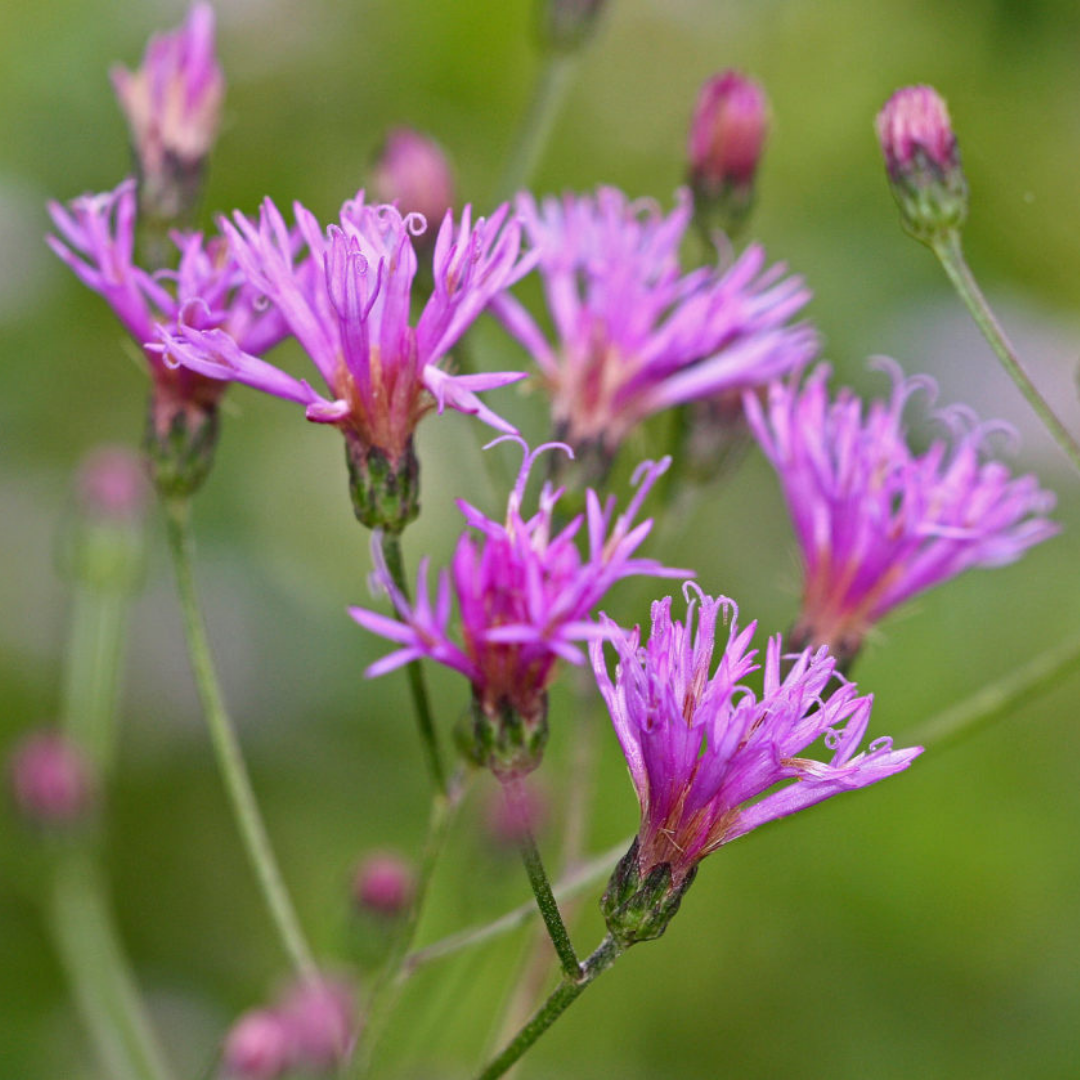 Purple Giant Ironweed flower close up short blurred green background.