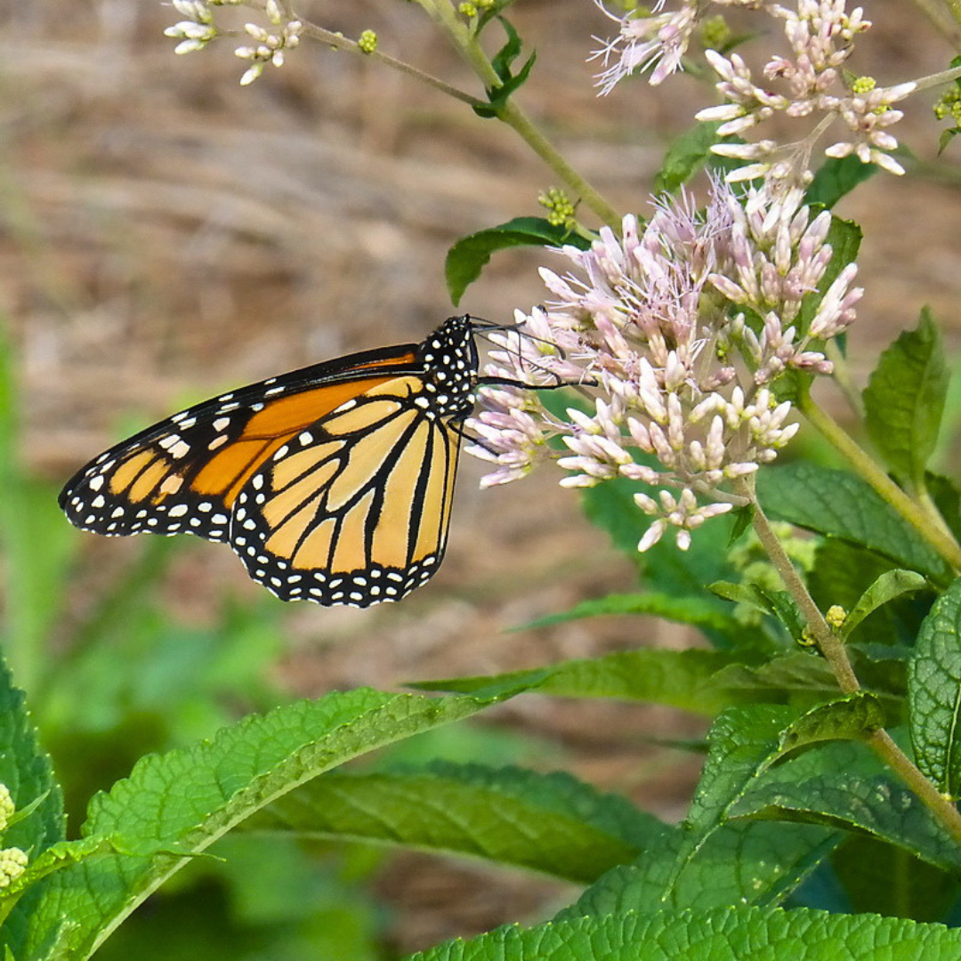 Pale pink Joe-pye-weed flowers with green leaves and one butterfly.