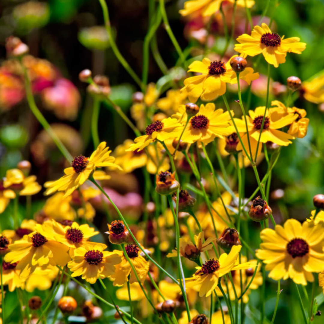 Field of yellow Leavenworth's Tickseed flowers