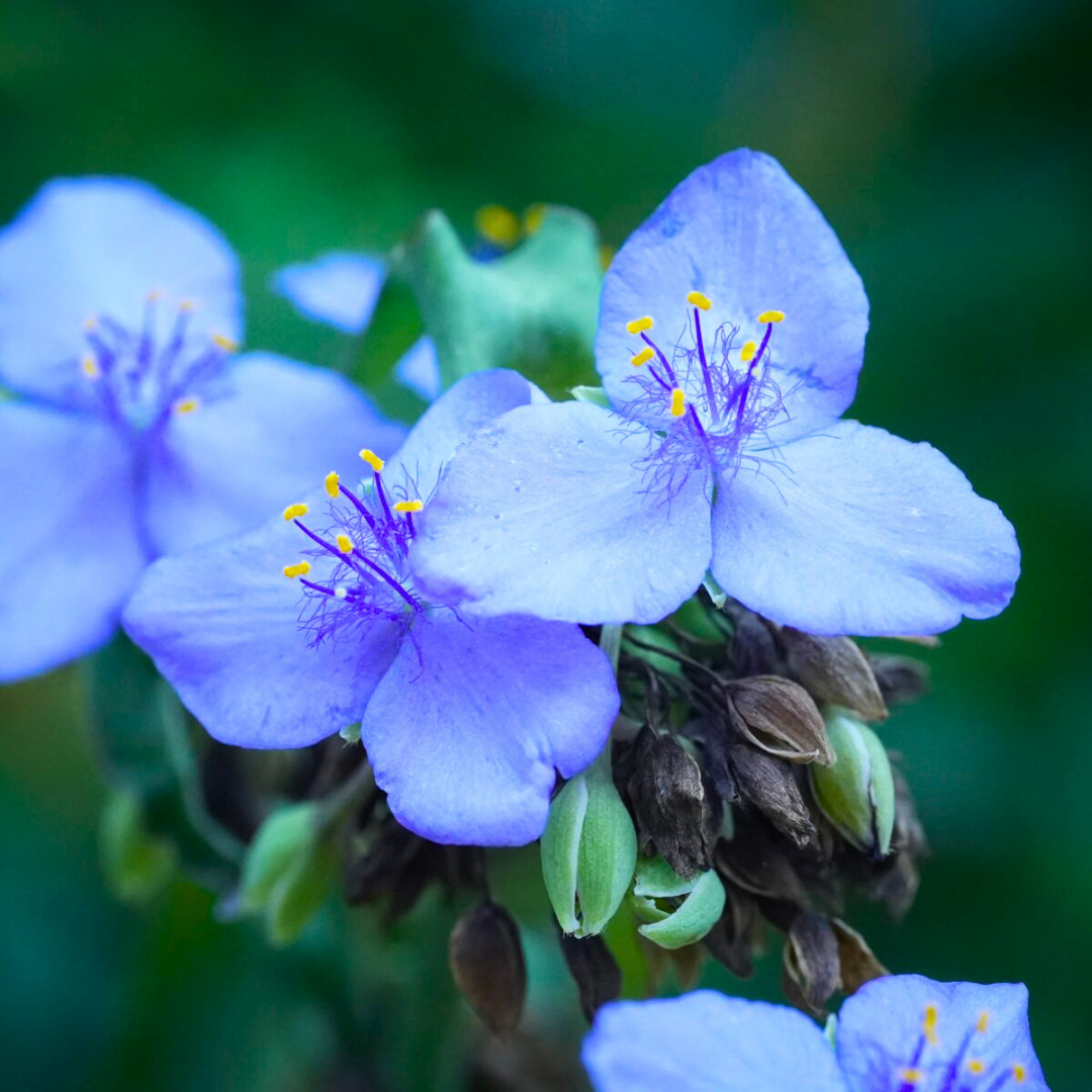 Close up of Spiderwort flower, purple flower with blurred green background